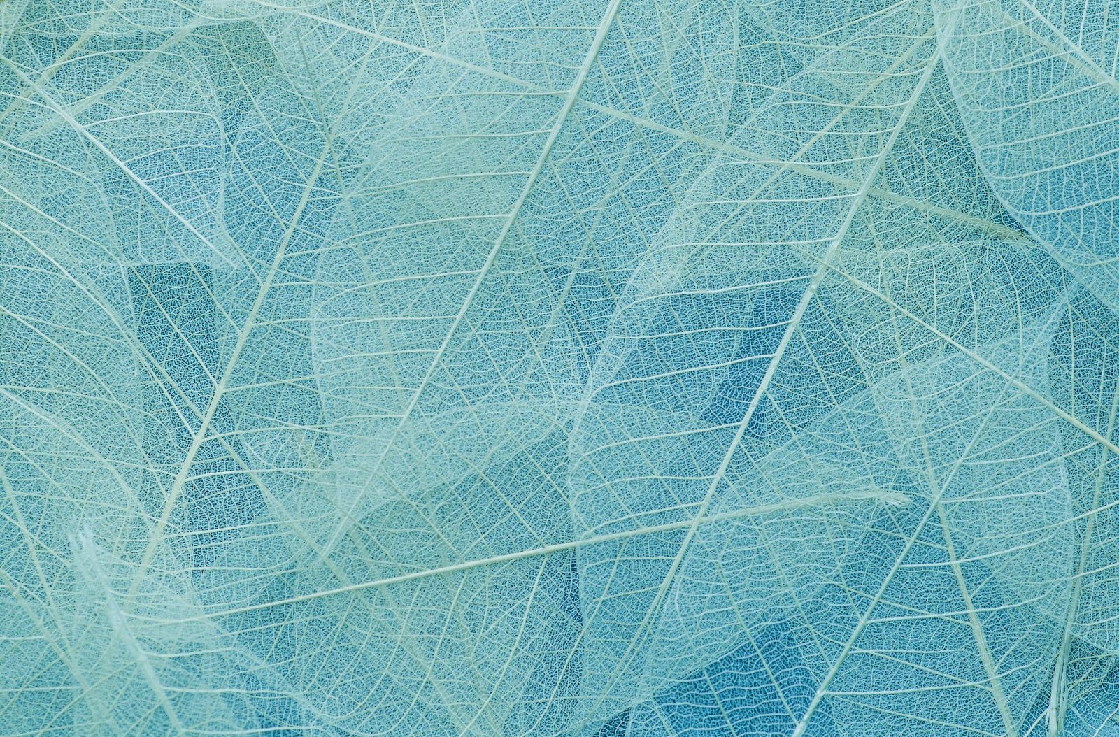 The image shows a delicate pattern of translucent, overlapping leaves in soft blue hues, showing intricate vein structures throughout the composition.